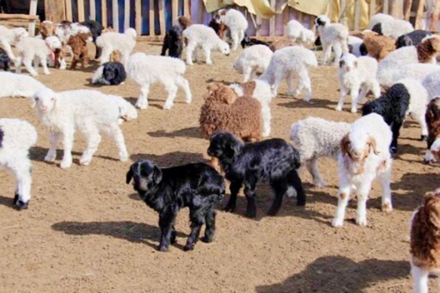 Улсын хэмжээнд мал төллөлт 50.4 хувьтай үргэлжилж байна